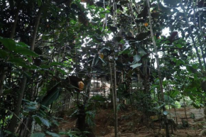 Bamboo Cabana Adams Peak